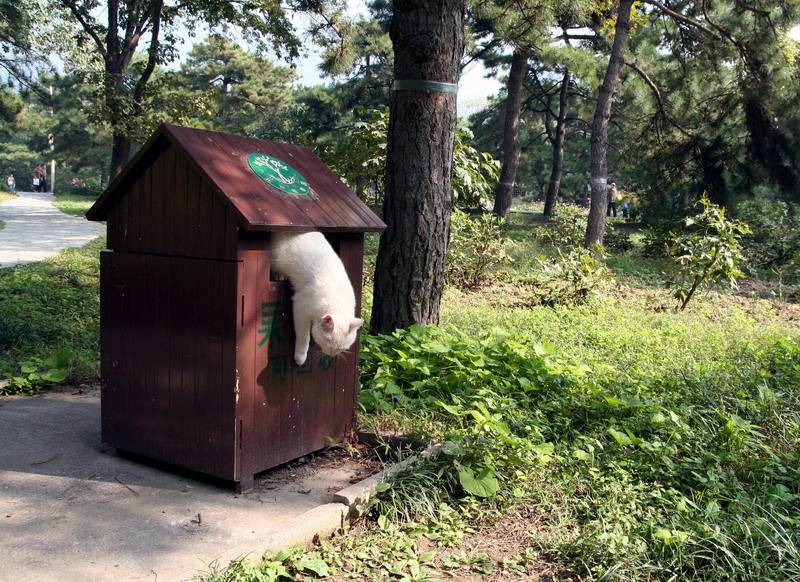 原创"猫咪抓坏几万块的沙发后,我把它丢到了垃圾桶"