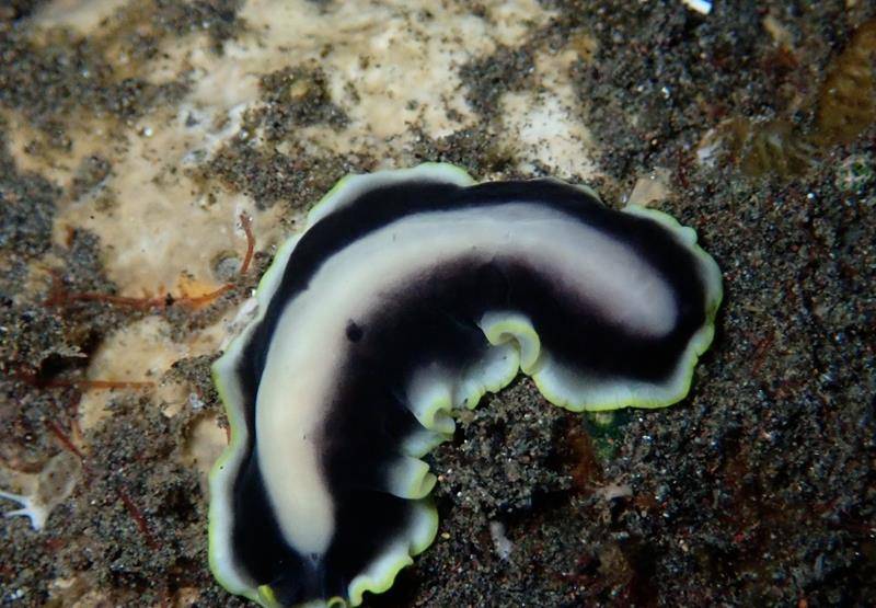 海扁虫多彩又神秘的海生物
