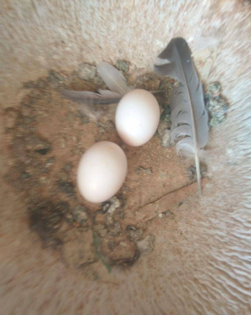 原创为什么鸽子蛋同时孵化,鸽子出壳时间还是有差异