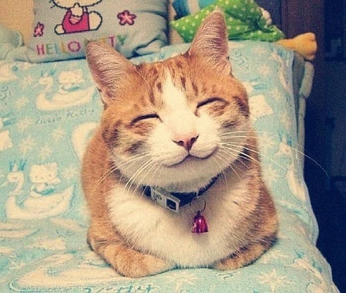 猫咪嘴角上扬是在微笑?除了ps外,更多是裂唇嗅反应造成的