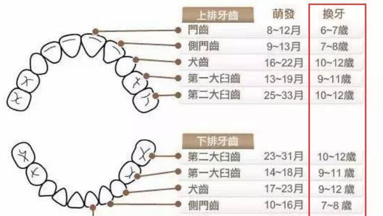 最全儿童换牙时间表:儿童换牙何时开始,何时结束?一图