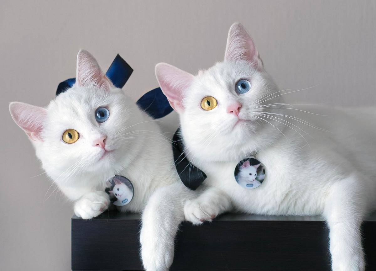 仙气十足的俄罗斯天生异色瞳双胞胎猫咪iriss和abyss日常生活照.