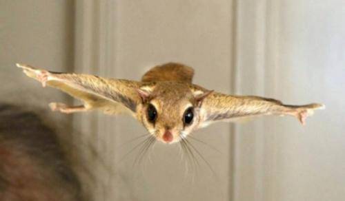 原创会飞的老鼠不止蝙蝠,它也是能飞的"鼠类",身上自带"滑翔翼"