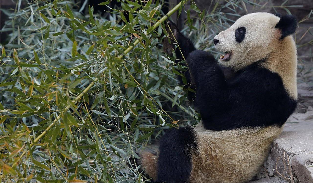 北京动物园卖萌的大熊猫