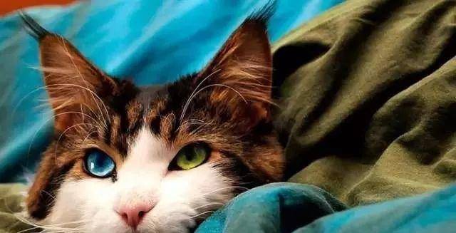 猫咪cheyenne,它是只傲娇的异瞳色缅因猫.