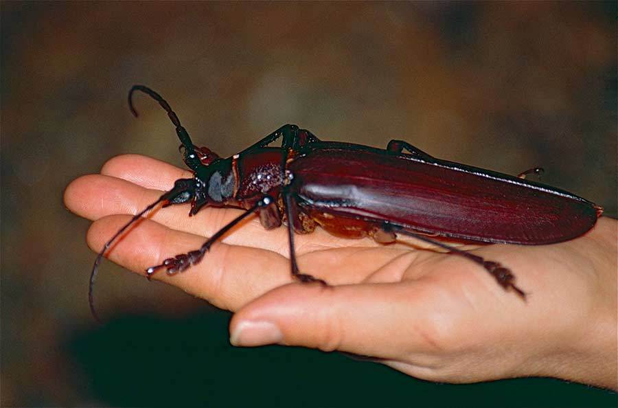 20 种最可怕和最粗俗的昆虫