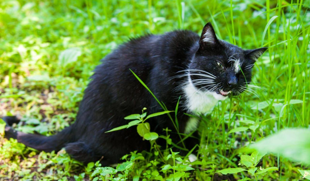 猫咪是食草动物?遇到美味的猫草,猫可以稍微假装一下"
