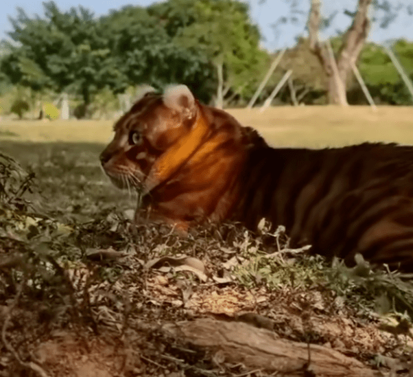 一只虎里虎气的猫冲上热搜网友看背影差点报警哈哈哈哈