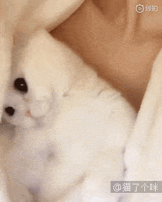 猫咪要从墙缝种穿过 但是地上太脏了 然后猫咪开始了猫咪人模式 没有