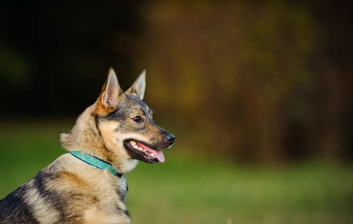 原创瑞典牧羊犬明明是纯种犬看起来却像柯基和狼犬混种