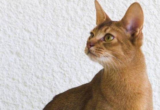 直击:世界十大最高贵的猫 优雅如女王 长见识了