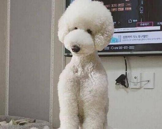 原创长得像史努比的白色贵宾犬你有没有见过小编都分不清楚了