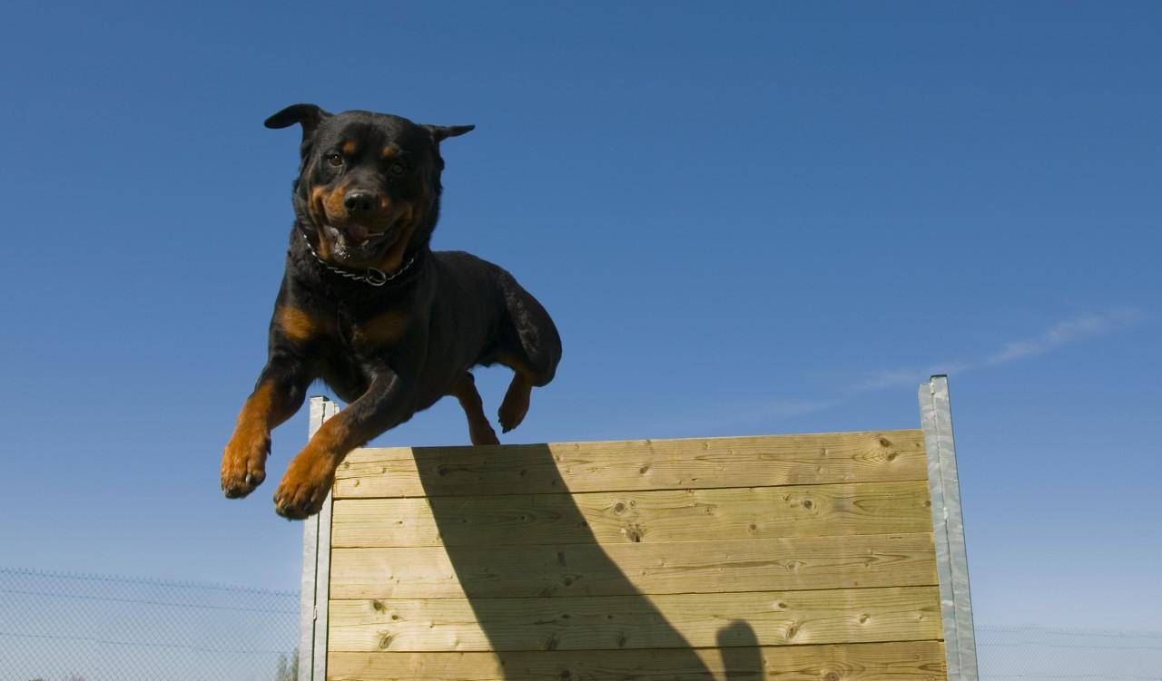 中国军犬没得到世界公认?没关系,早已名扬世界军警界