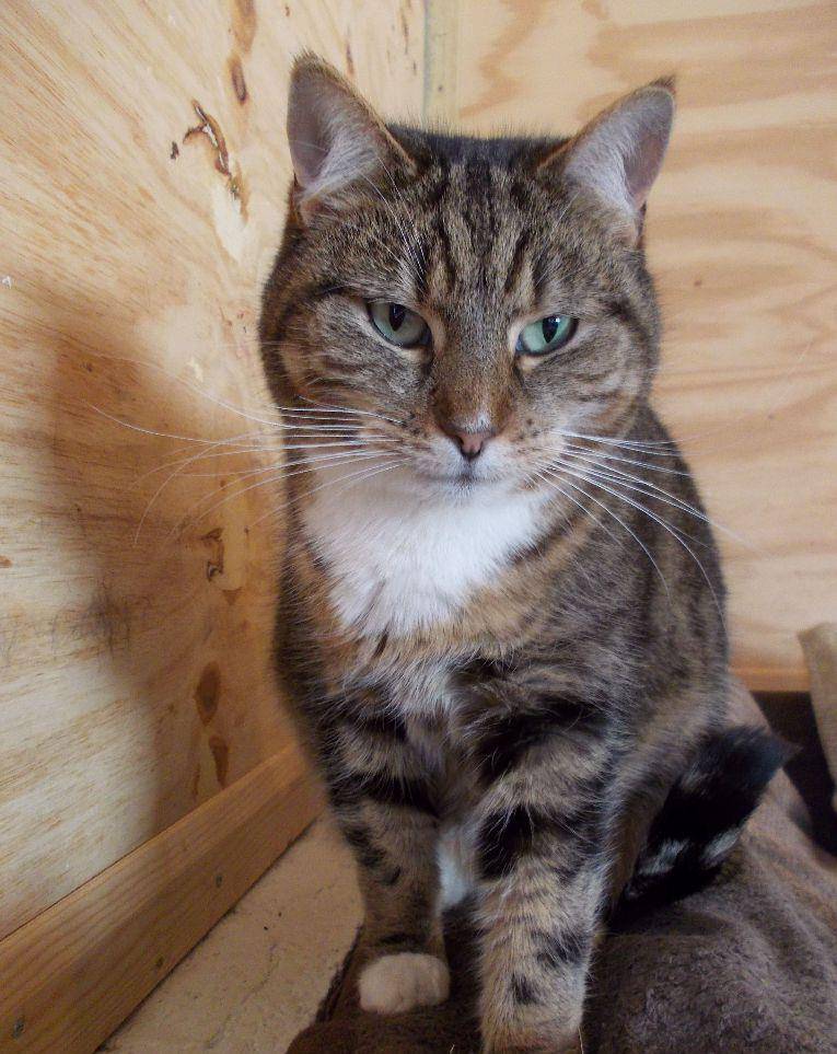 原创如果有一天铲屎官不在了,喵星人该由谁来照顾?