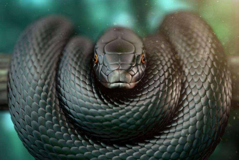 原创世界上十大毒蛇排行榜,内陆太攀蛇(比响尾蛇毒300倍)