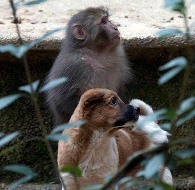 原创顽皮猴子进农户家,不仅主人没有赶它,还让它成为了土狗"骑士"