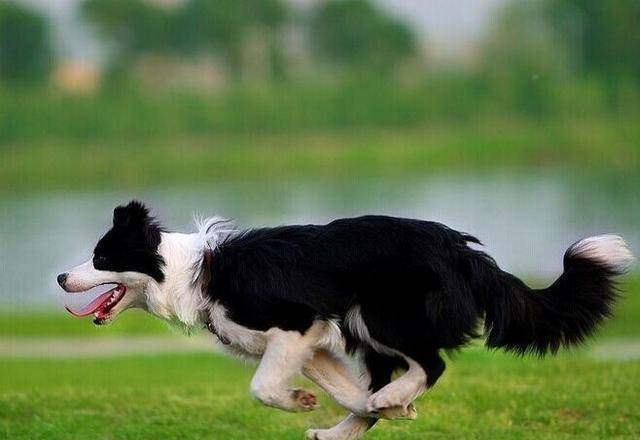 原创虽然边境牧羊犬优点很多,但能接受它这5个缺点的人,很难找到!