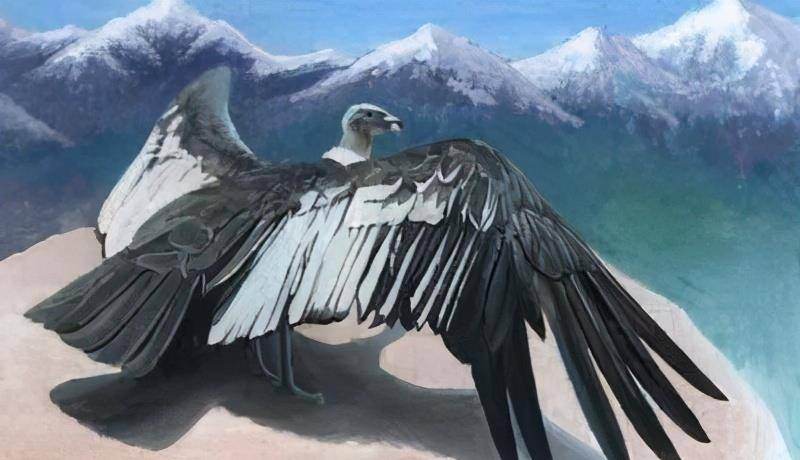 阿根廷巨鹰两翼伸展跟小飞机一般大,老虎狮子见了都躲