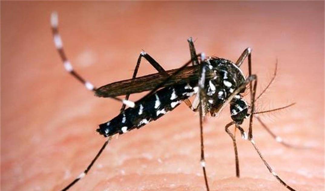 原创蚊子有多可怕?害虫中最致命的"杀手",每年造成72.5万人死亡