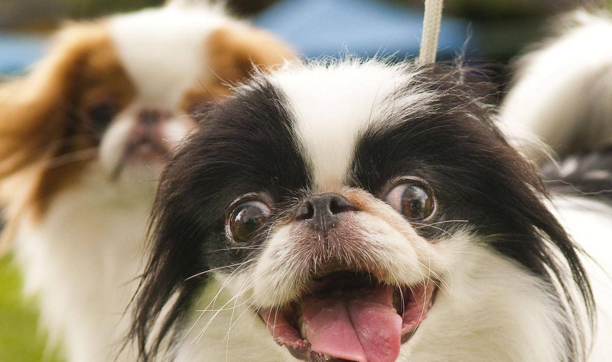 原创以前日本的贵族犬超像北京犬的日本狆究竟是什么来历