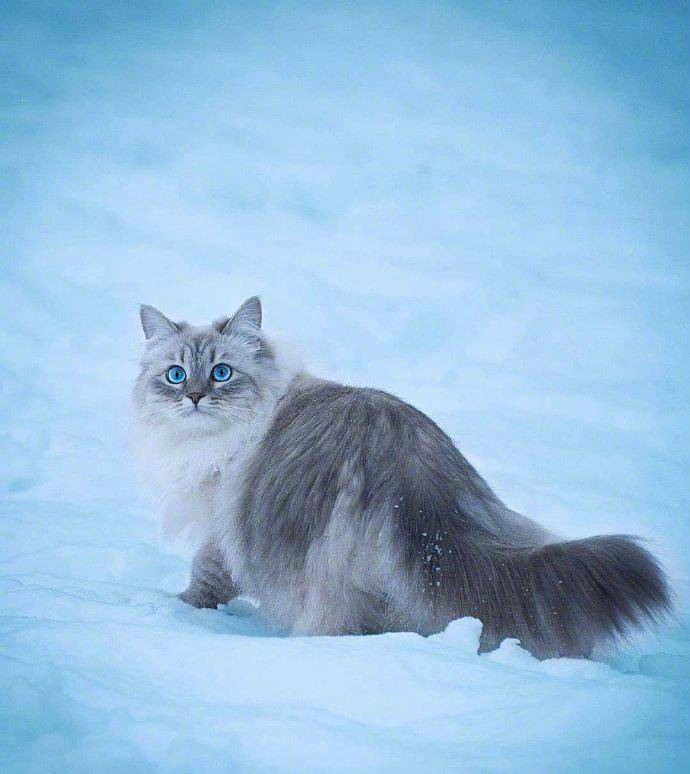 今天给大家分享一组西伯利亚猫咪的图片.