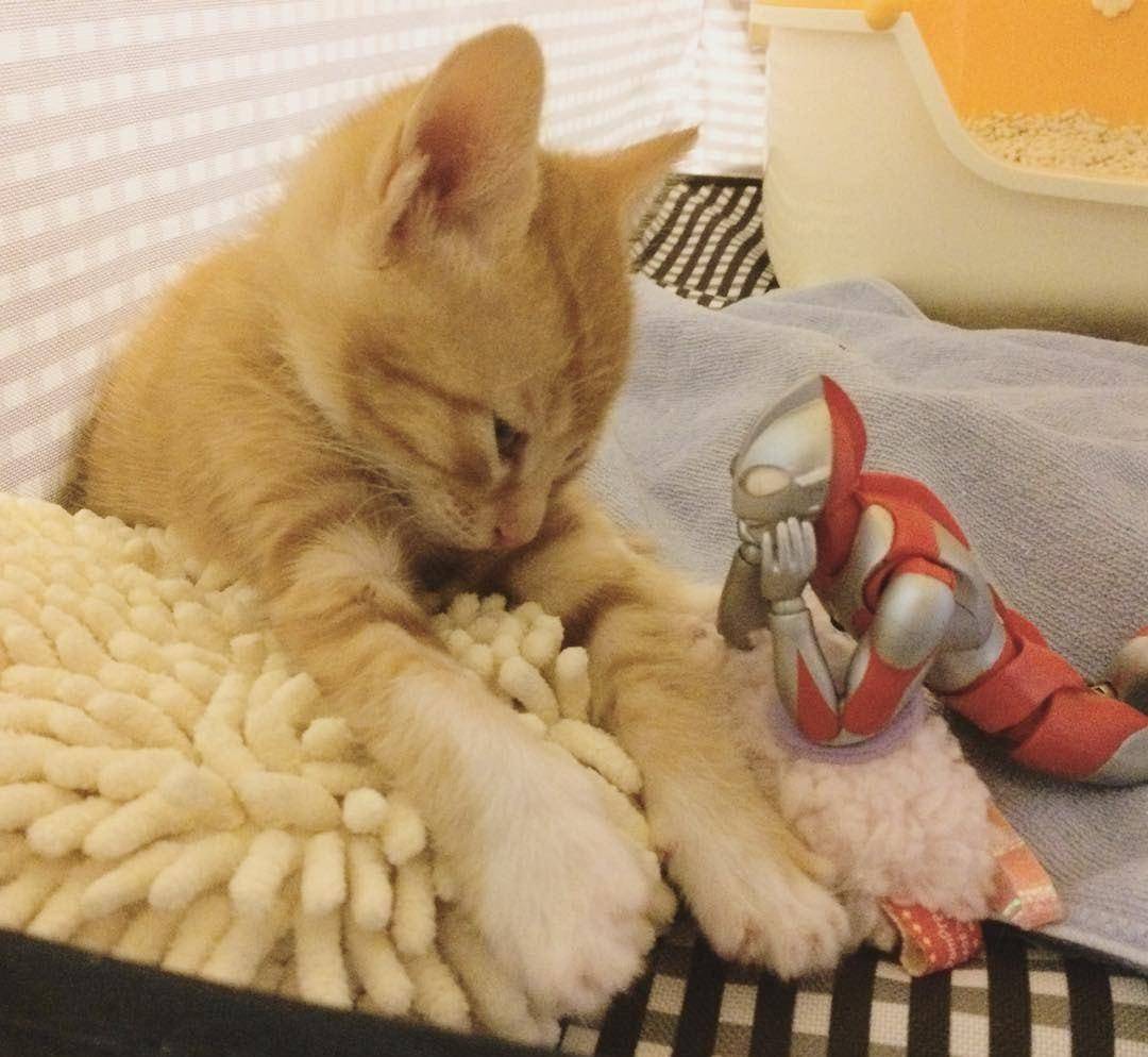 奥特曼和橘猫交朋友