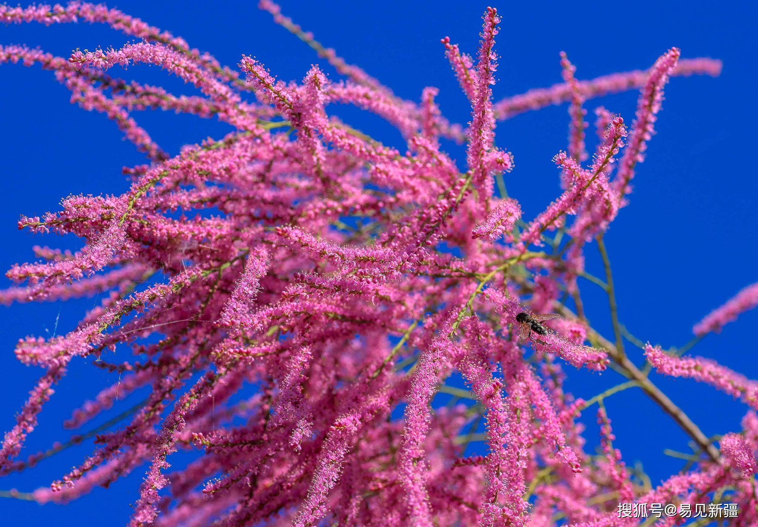 追花逐梦看新疆丨新疆博湖:红柳花开展勃勃生机