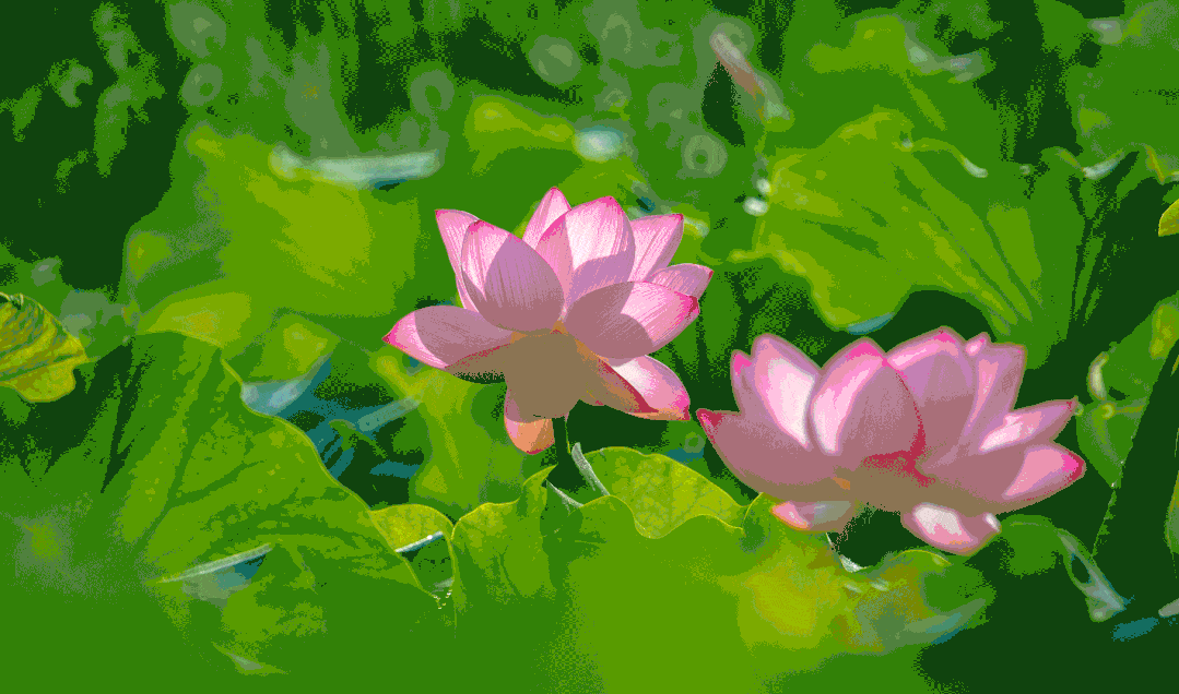 △//荷花娇嫩,荷叶青翠 摄影:李锋