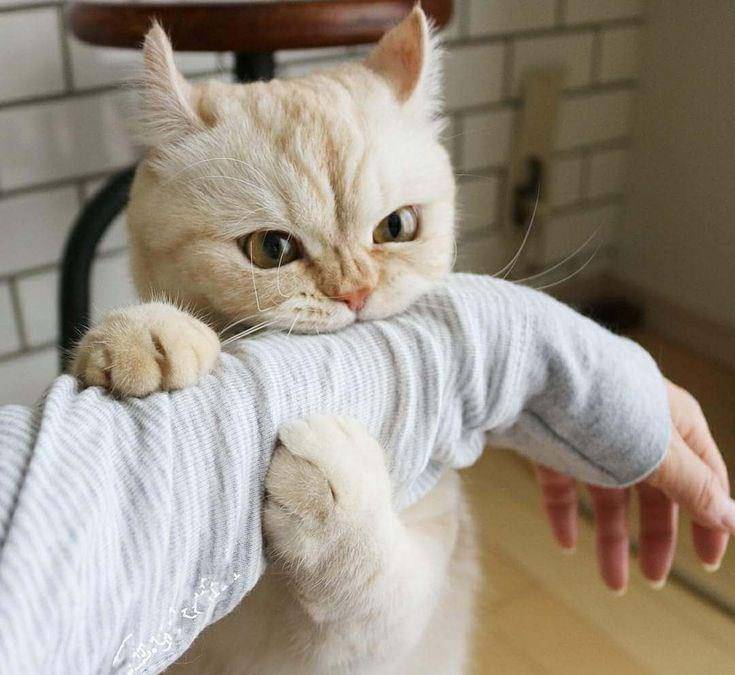 可爱的猫咪吃人啦!萌炸了