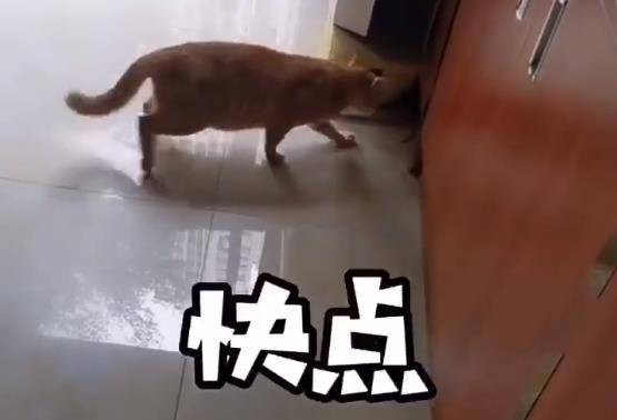原创猫咪捉了一只活老鼠回家,主人吓到变声,可谁注意老鼠的举动?
