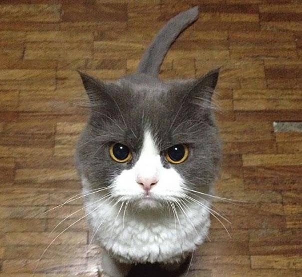 盘点猫咪生气的样子,有的看着呆萌可爱,有的看着让人想笑出声