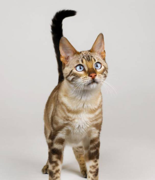 埃及猫在整个猫家族中有独特之处也了解埃及猫的性格和特点