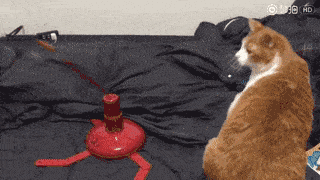 ▼ 买小鱼干, 没几天就要被猫吃光, 还不如买条假的大鱼, 猫咪可以抱