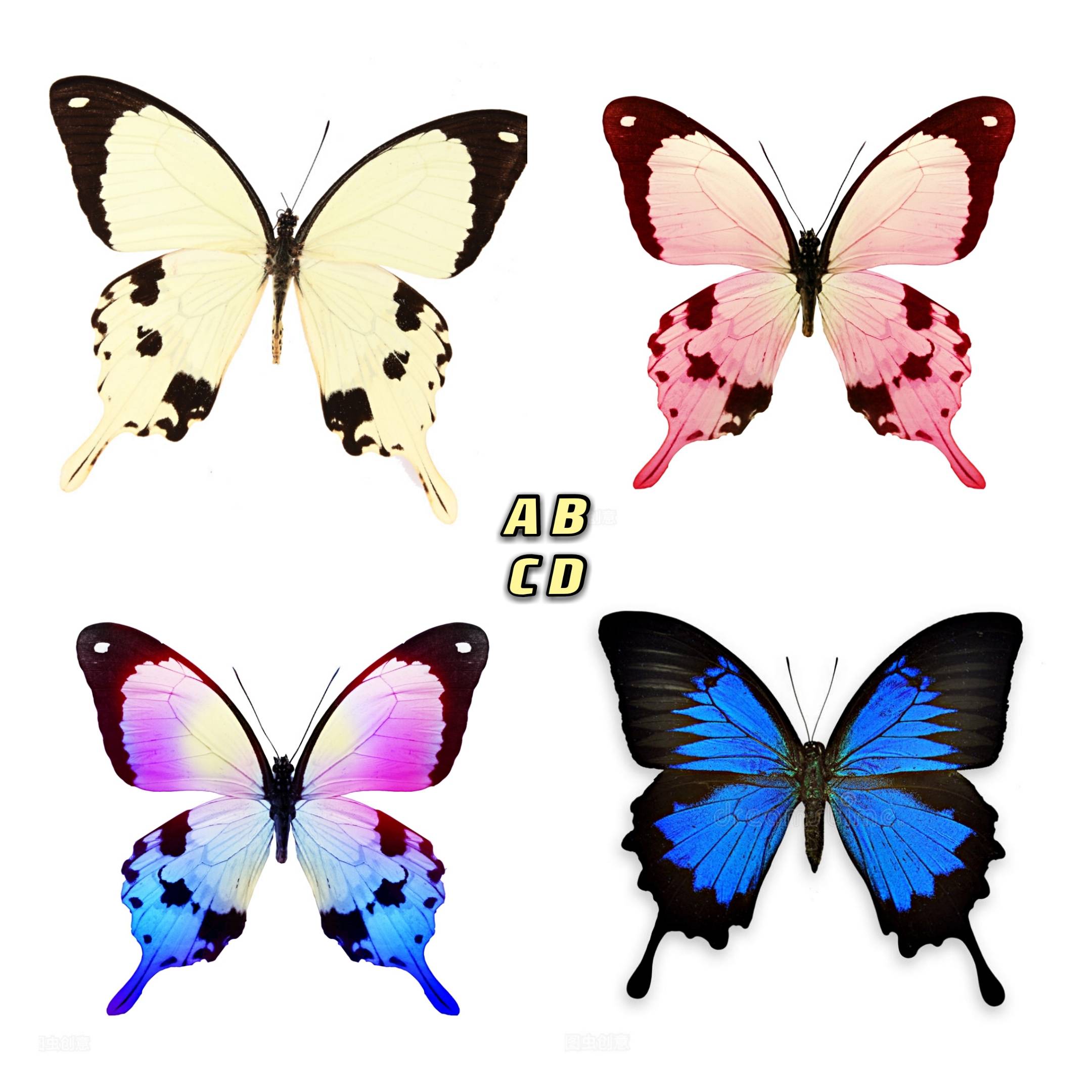 原创心理测试:凭感觉选一只蝴蝶,测你与另一半相差几岁?
