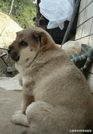 而这些狗狗又像小孩子似的,从来不会知道害怕,也从来不知道什么是危险