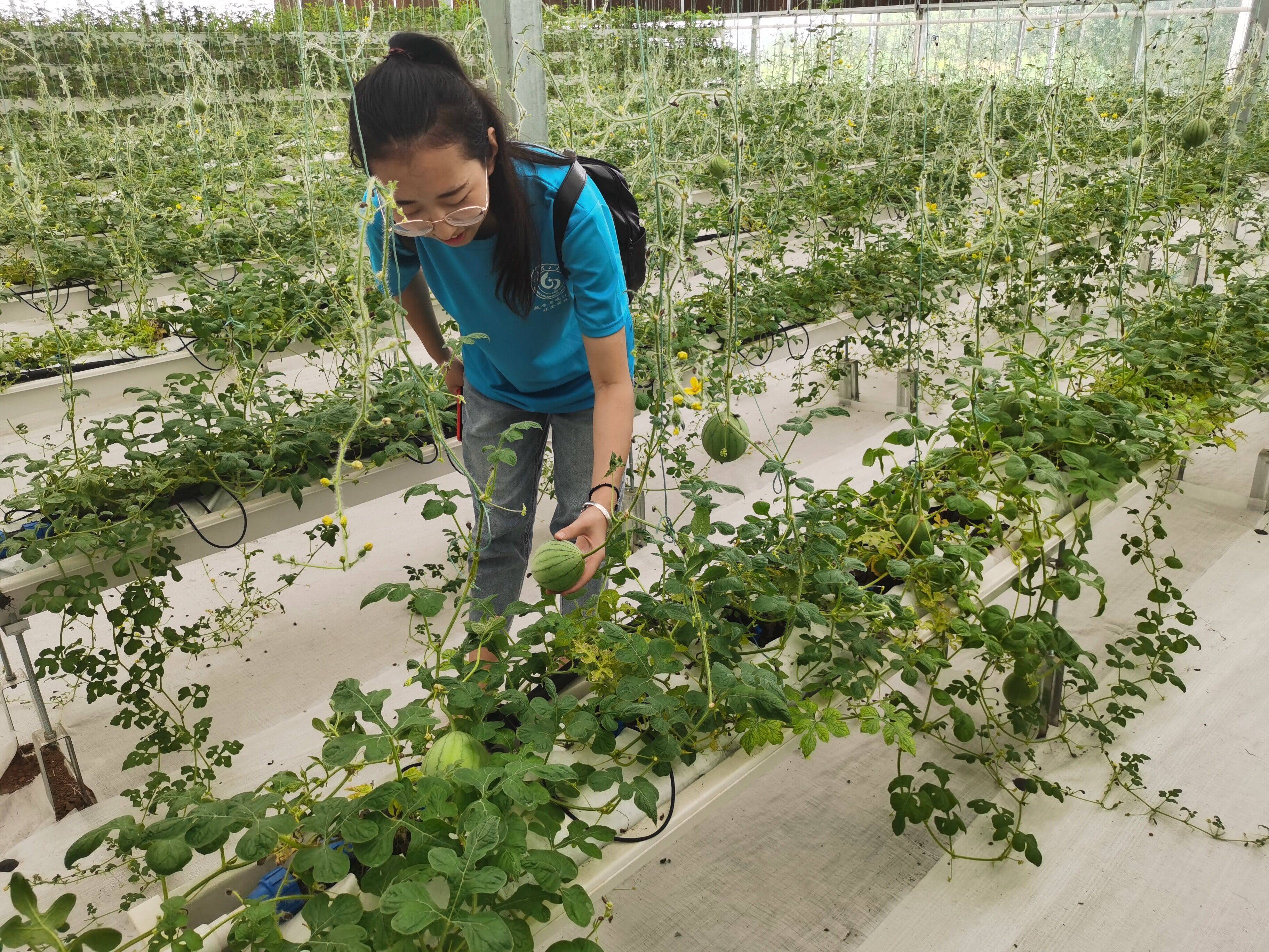 栽培方法,在工作人员的带领下分别参观园区的展示区,采摘区和无性系