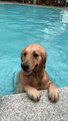 狗狗泳池边翻起白眼,主人上前一看呆住了,随后默默收回手