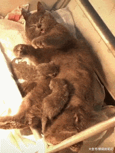 蓝猫生小宝宝折腾了一晚上,累的睡觉都翻白眼,感叹母爱的伟大!