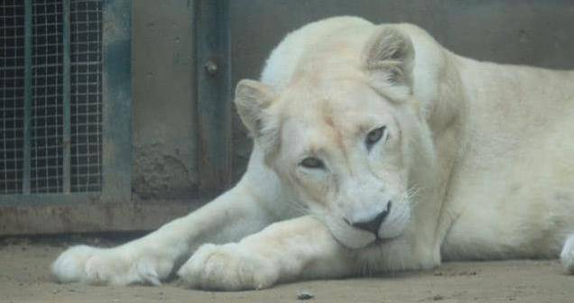 原创郑州动物园引进稀有物种比大熊猫还罕见国庆当天生日免费