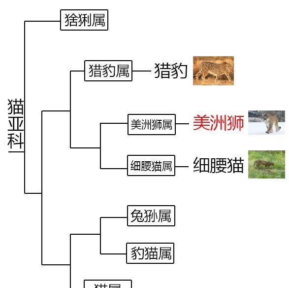 狮子属于豹亚科豹属,而美洲狮则属于猫亚科美洲狮属,两者亲缘关系相距