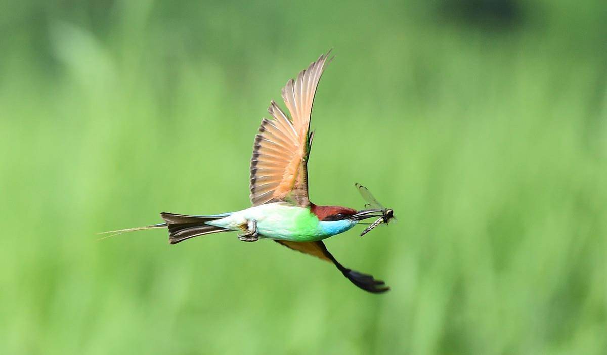 中国最美小鸟——蓝喉蜂虎 ,鸟类中最靓丽的一道风景线