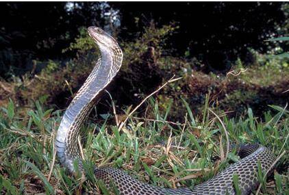 内陆太攀蛇秒杀眼镜王蛇,成为世界上最毒的蛇