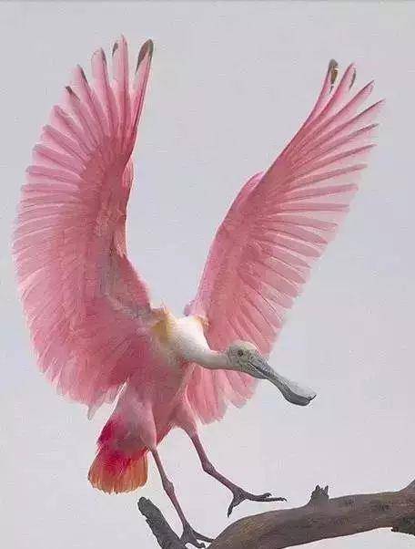 长的粉色翅膀的长嘴鸟