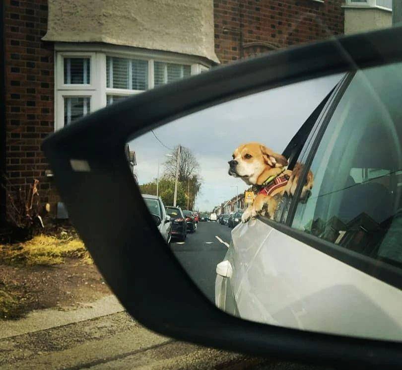 原创迎风飞驰的狗:为什么狗狗这么喜欢将头伸出车窗?