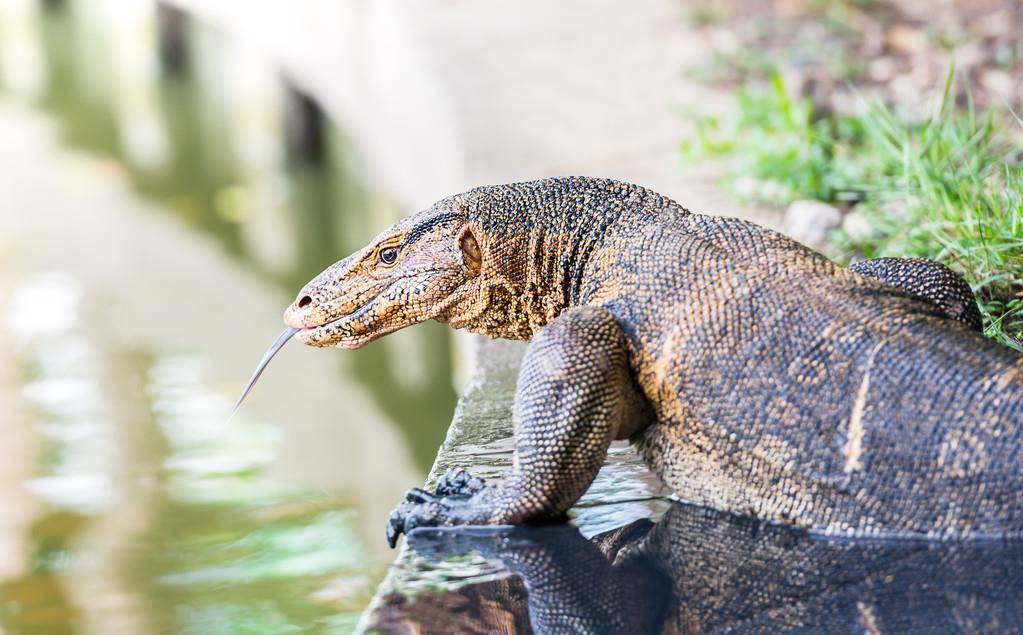 水巨蜥性情平和,甚少会主动攻击人类,在泰国曼谷更有一个以水巨蜥为