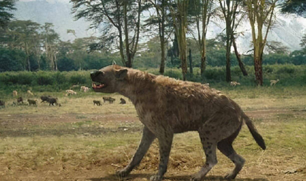 远古犬七,最重要的发现--龙担虎在龙担的化石群里发现的一个虎类化石