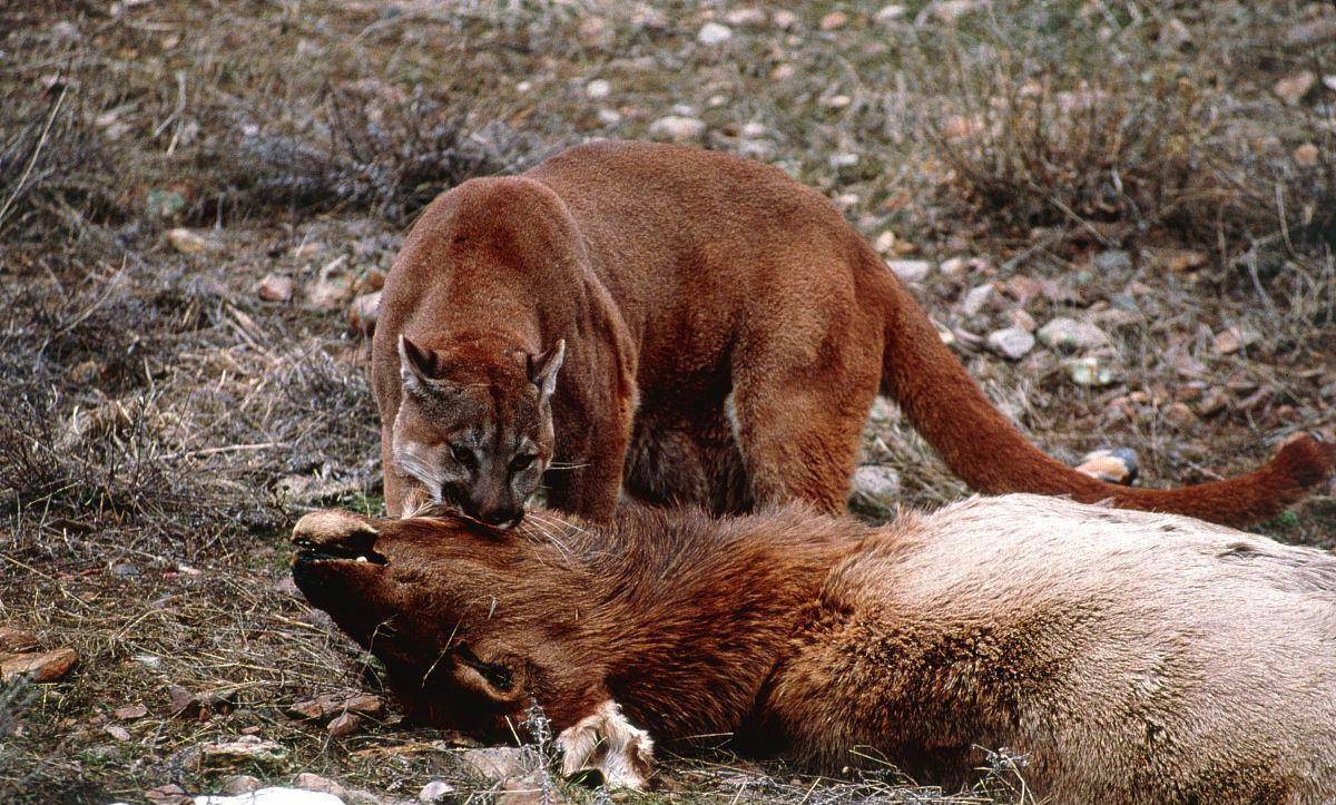 美洲狮有天敌吗?有两种动物可以轻易杀死它,但更喜欢抢它的猎物