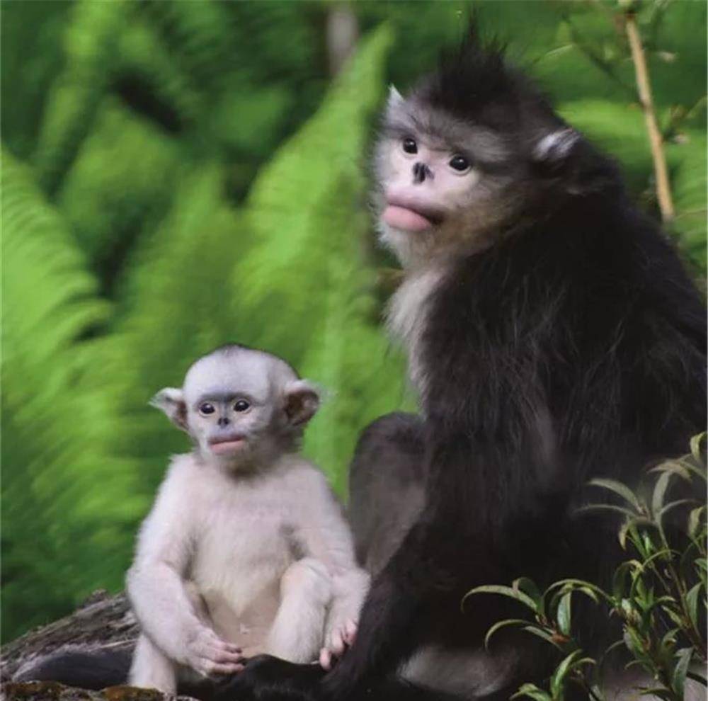 白马雪山最有母爱的金丝猴,即使幼崽死了,母猴依旧把它抱在怀里