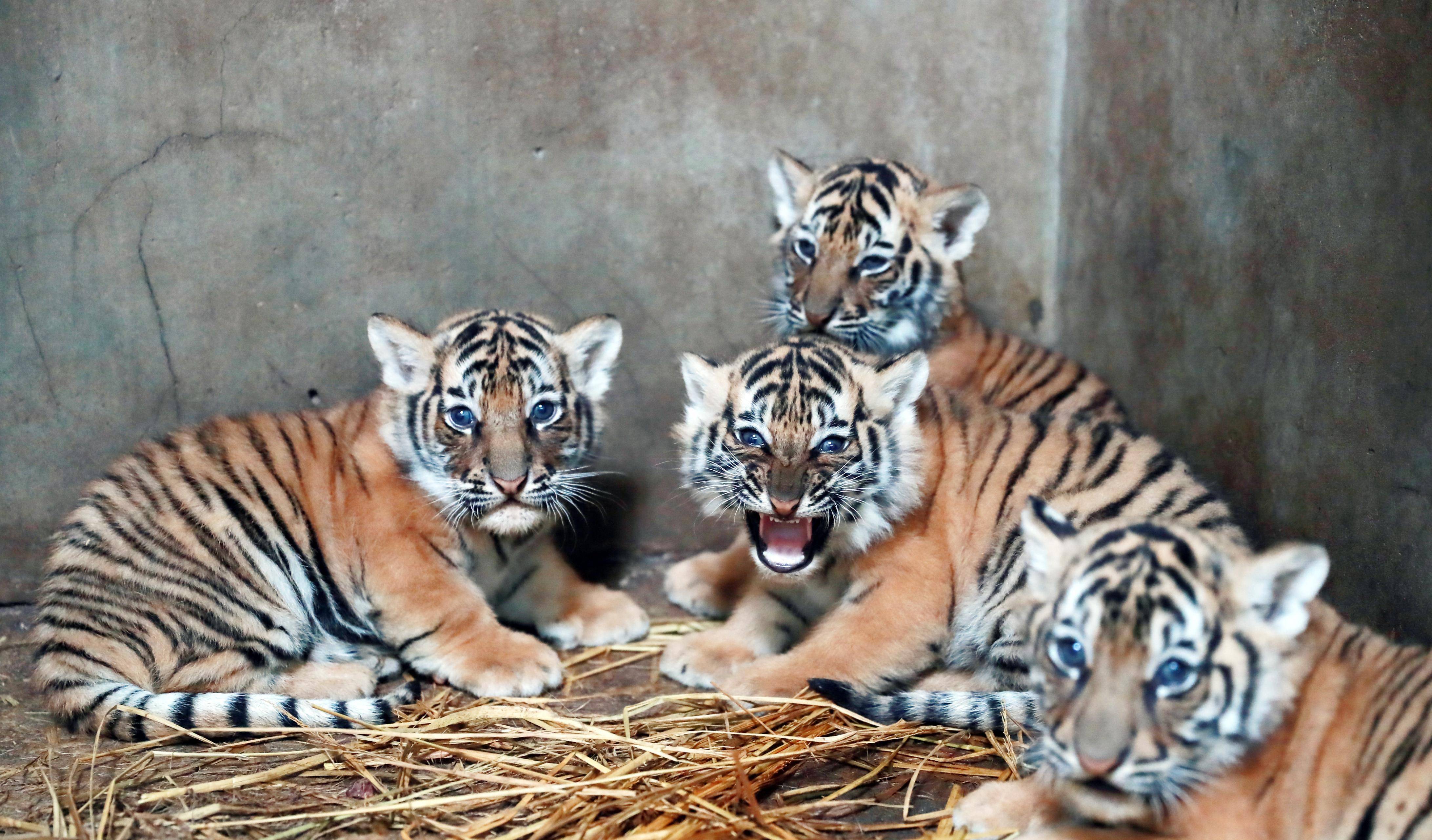 儿女双全,四只小老虎两公两母,现在个头还是小小的,模样十分可爱