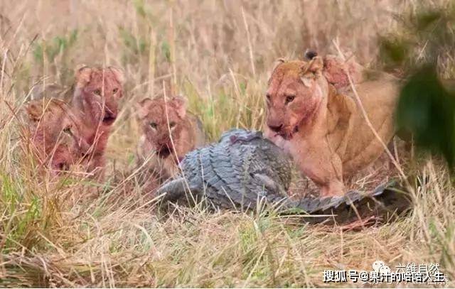 原创鳄鱼竟敢抢狮子猎物就不怕猫吃鱼
